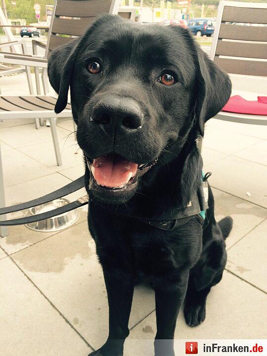 Auf den Hund gekommen: Die schönsten fränkischen Hunde unserer Nutzer