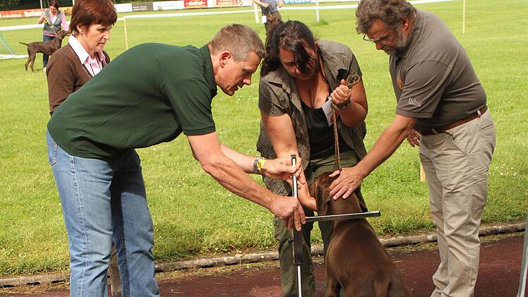 Bei der Messung des Rückenrists von "Aron von Herrngarten" mit Alexandra Fischer aus Hirschaid-Rothensand (Zweite von rechts) durch das Richtertrio mit Ulrike Krause, Bernd Felske und Andreas Thomschke (von links).