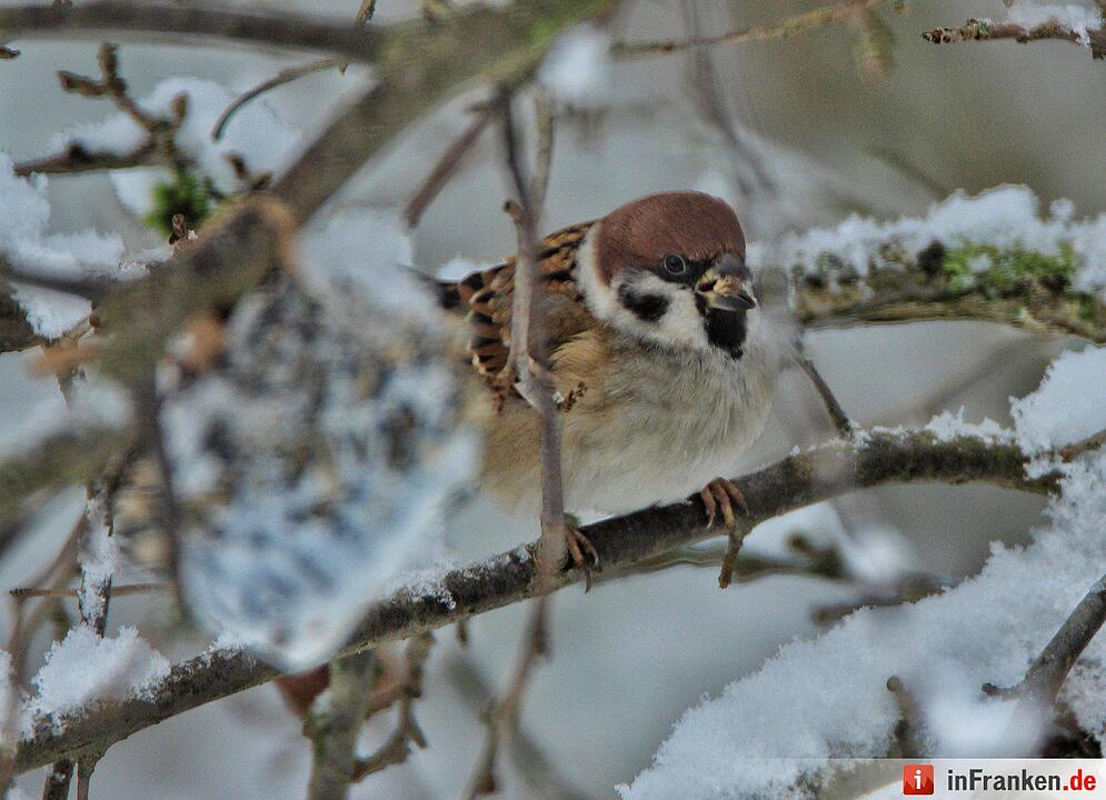 Schnee in Franken Januar 2017 - Leserfotos