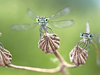 Die Ausstellung zeigt, wie jeder Einzelne zur Rettung der Insekten, unter anderem auch der Kleinlibellen, beitragen kann.