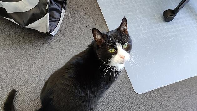 Tierheim Hof: Happy End für Katzen-Oma "Hella"