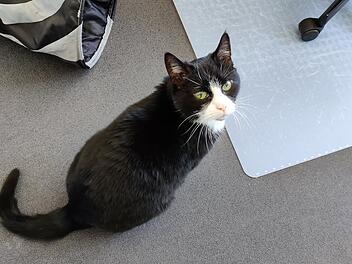 Tierheim Hof: Happy End f&uuml;r Katzen-Oma "Hella"