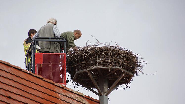 Beringungsaktion am NestFoto: Arkadius Guzy