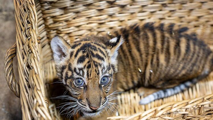 Sumatra-Tiger-Jungtier im Tierpark Berlin