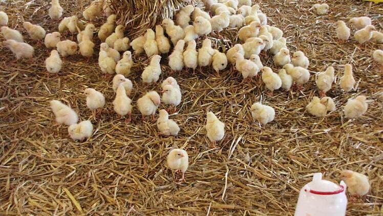 Die Küken haben viel Platz im Stall.  Foto: Friedwald Schedel