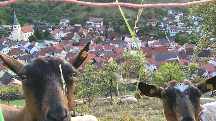 Ziegen leisten einen großen Beitrag zum Landschaftsschutz, wenn sie allerdings Weinbergsmauern und Böschungen beschädigen oder Obstbäume entrinden, ärgert das Grundstücksbesitzer. Foto: Ralf Ruppert