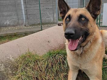 Tierheim Bamberg: Hund Kral sucht neue Besitzer