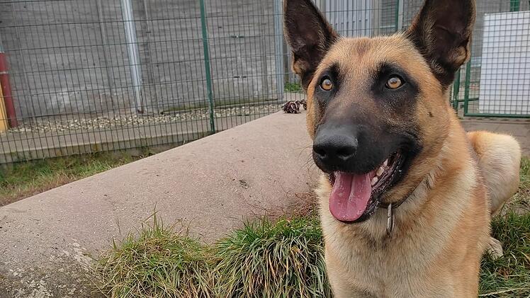 Tierheim Bamberg: Hund Kral sucht neue Besitzer