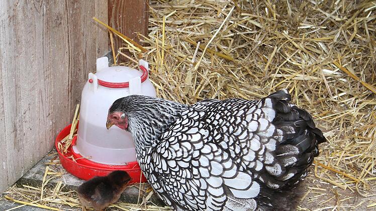 Am Samstag schl&uuml;pften ihm H&uuml;hnerstall des Grafengehaiger Pfarrhauses die K&uuml;ken. Die vielen Besucher waren begeistert.