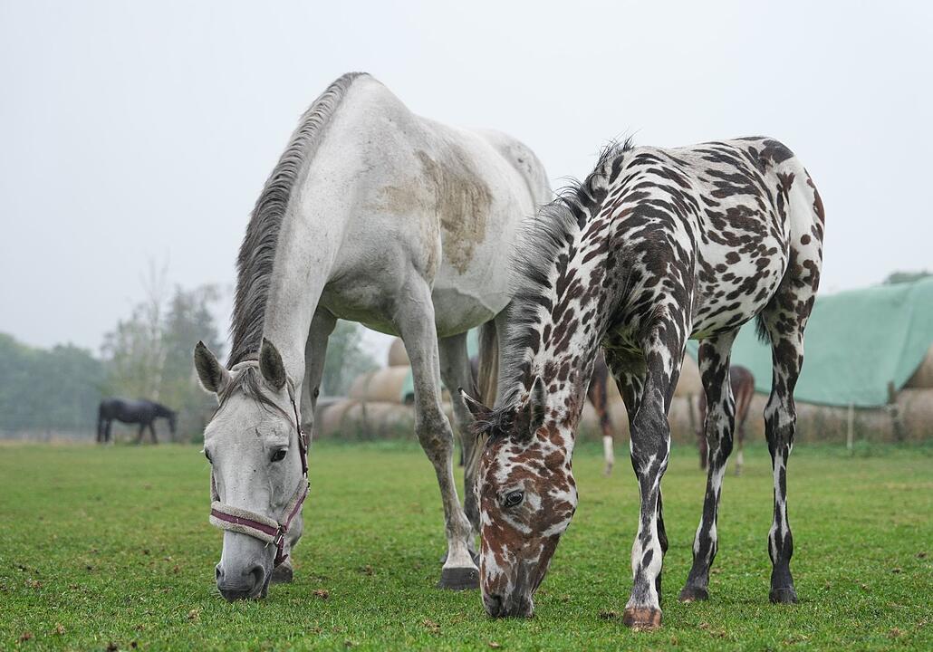 Ein zebrahaft geschecktes Fohlen