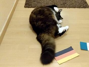 Erst die deutsche Flagge beiseite geschoben, dann auf den Boden geworfen: Paul hat seine Pflicht getan.privat