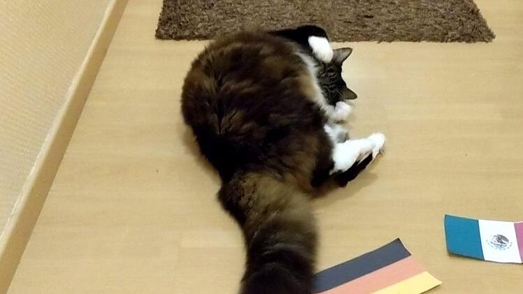 Erst die deutsche Flagge beiseite geschoben, dann auf den Boden geworfen: Paul hat seine Pflicht getan.privat