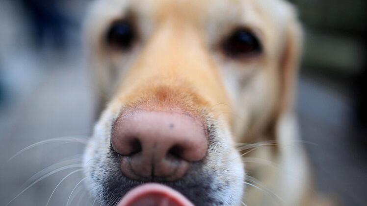 Ein Hund aus Wichsenstein war an Gift gestorben. Foto: Julian Stratenschulte dpa