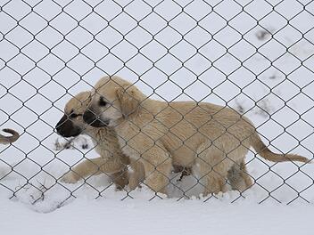 Tierheim Kulmbach nach anonymer Spende baff: "Wie lieb ist das denn"