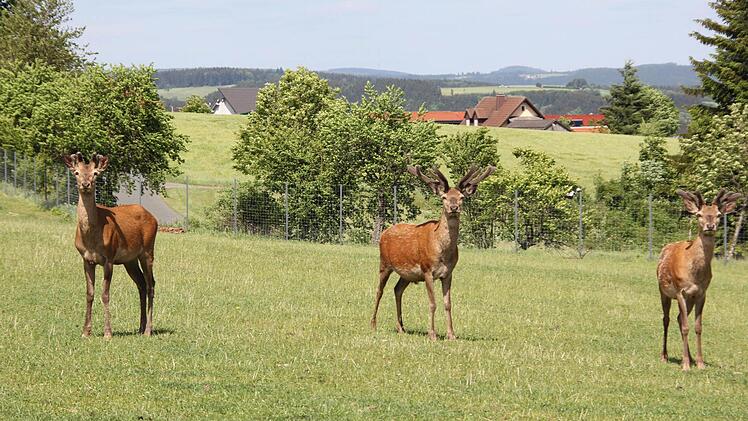 Die Hirsche sind neugierig und beäugen alles, was sich rundherum tut.  Foto: Friedwald Schedel