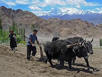 Die wichtigsten Haustiere im Himalaya sind das Yak und das Dzo, eine Mischung aus Yak und Hausreind. Vor allem Bauern nutzen das Dzo zur Feldarbeit.  Foto: Wilfried Herold