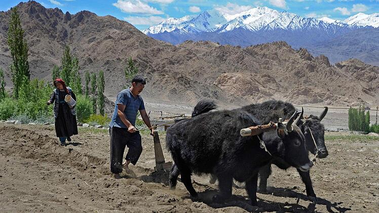 Die wichtigsten Haustiere im Himalaya sind das Yak und das Dzo, eine Mischung aus Yak und Hausreind. Vor allem Bauern nutzen das Dzo zur Feldarbeit.  Foto: Wilfried Herold