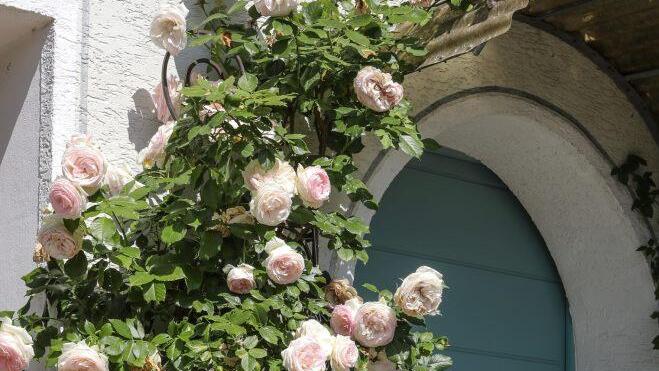 Impressionen aus Sonja Promeuschels Rosengarten Foto: Barbara Herbst