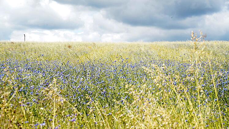 Kornblumen sind schön, doch in großen Mengen problematisch.  Foto: Adriane Lochner