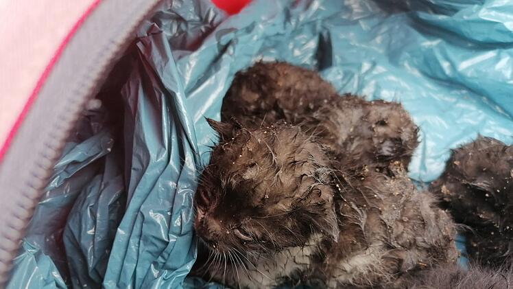 Katzenbabys in Kellergewölbe gefunden