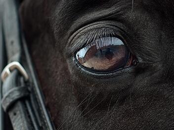 Bei einem Unfall in Mittelfranken erlitt ein Pferd leichte Verletzungen. Symbolfoto: christels/Pixabay.com