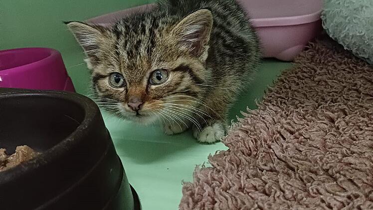 Tierschutzverein Neustadt erhält Baby-Katze - Gentest enthüllt Verblüffendes