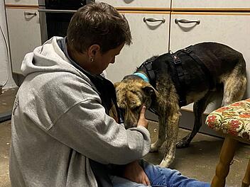 Zapfendorf: Entlaufener Hund Christo nach rund vier Monaten entdeckt - "Happy End"