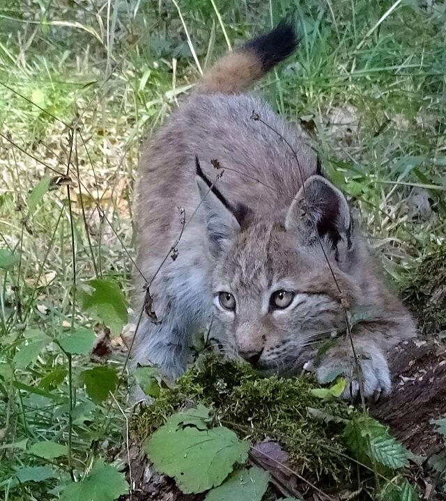 Ein Besuch im Wildtierpark Schloss Tambach. Danke an inFrankenPix-Nutzer herzolife!