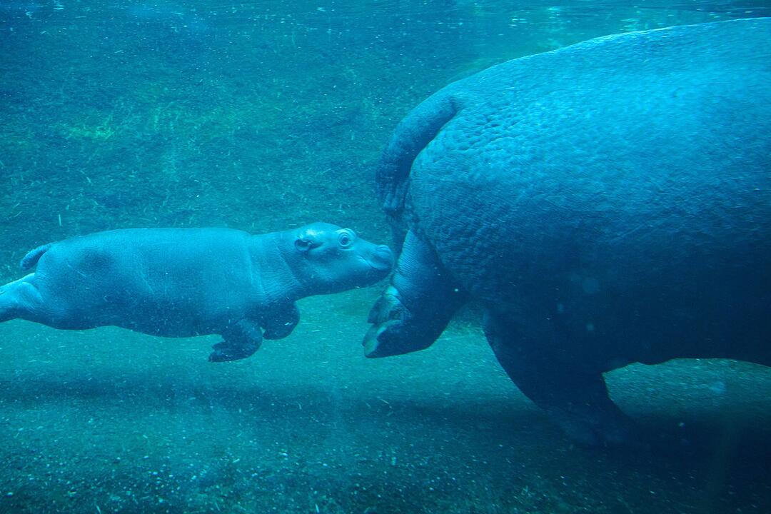 Flusspferd-Jungtier im Berliner Zoo macht ersten Ausflug