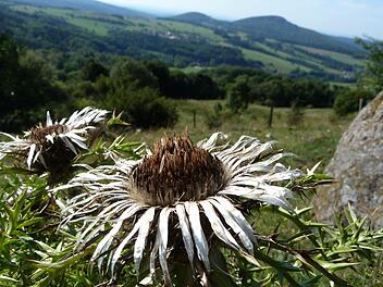Silberdistel am Simmelsberg.
