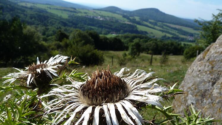 Silberdistel am Simmelsberg.