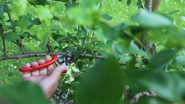 Gartenarbeit als Erholung? Das funktioniert, meint unsere Burggeflüster-Autorin. Foto: Barbara Herbst