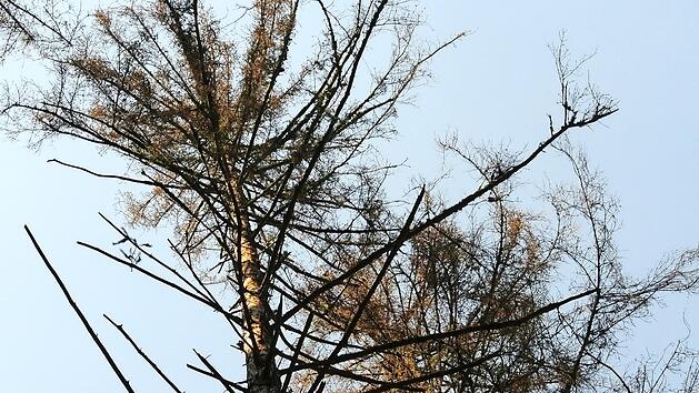 Borkenk&auml;ferbefall machte im letzten Jahr auch dem Gemeindewald in Steinbach am Wald schwer zu schaffen.