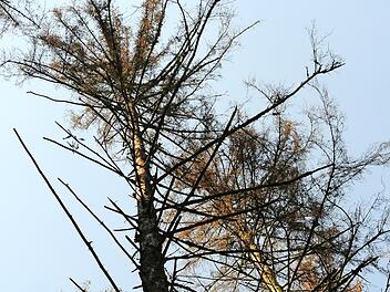 Borkenkäferbefall machte im letzten Jahr auch dem Gemeindewald in Steinbach am Wald schwer zu schaffen.