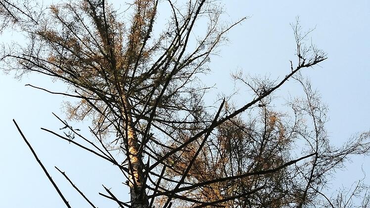 Borkenkäferbefall machte im letzten Jahr auch dem Gemeindewald in Steinbach am Wald schwer zu schaffen.