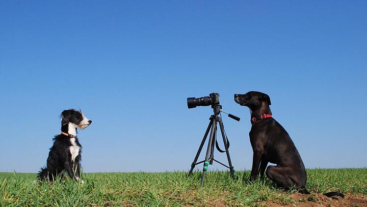 2. Preis "Verkehrte Welt": "Hundefotografie" von Christine Ströhlein, Neuenmarkt