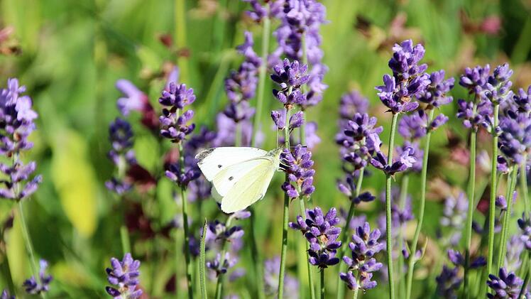 Lavendel lockt viele Insekten an, so wie diesen Kohlweißling.  Fotos: Diana Fuchs
