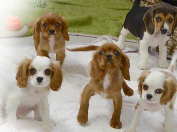 Gerettete Hundewelpen im Coburger TierheimFoto: Rainer Lutz