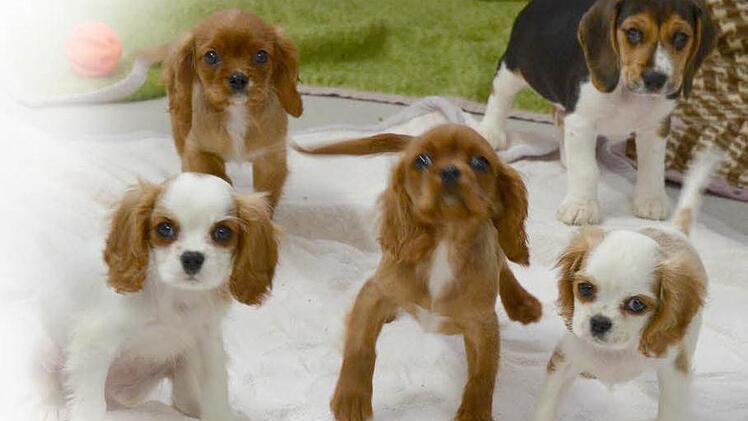 Gerettete Hundewelpen im Coburger TierheimFoto: Rainer Lutz