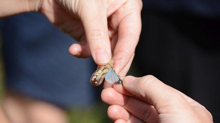 Ein typischer Vertreter der heißen, trockenen Gebiete: die blauflüglige Ödlandschrecke. Ansonsten unscheinbar graubraun und fast unsichtbar, entfalten ihre blauen Flügel beim Wegfliegen einen Schreckmoment bei Fraßfeinden. Elisabeth Assmann