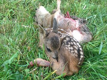 Auf einer 2000 Quadratmeter großen Wiese lagen drei Rehkitze - zwei wurden bei den Mäharbeiten sofort getötet, ein drittes (vorne) quälte sich, weil der Landwirt es einfach liegen ließ. Foto: Sonja Adam