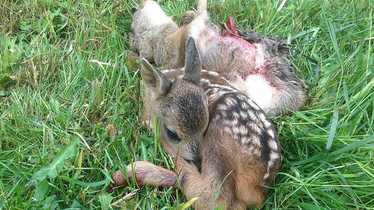 Auf einer 2000 Quadratmeter großen Wiese lagen drei Rehkitze - zwei wurden bei den Mäharbeiten sofort getötet, ein drittes (vorne) quälte sich, weil der Landwirt es einfach liegen ließ. Foto: Sonja Adam