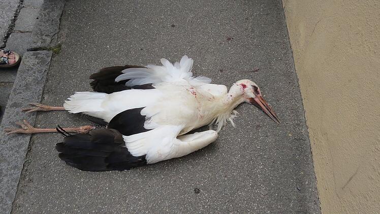 Foto: Dorfer/Landesverband für Vogelschutz