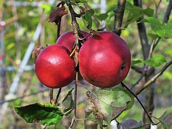 Der Effeltricher Bananenapfel ist eine alte Obstsorte.
