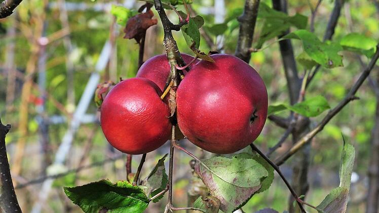 Der Effeltricher Bananenapfel ist eine alte Obstsorte.