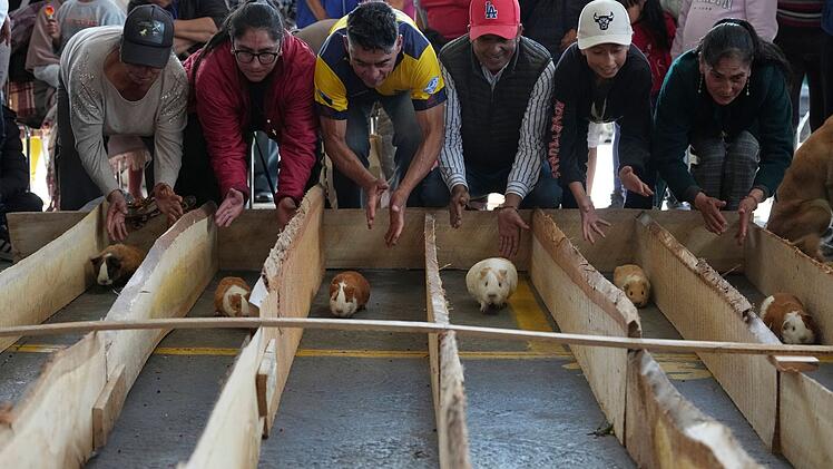 Meerschweinchenrennen in Ecuador