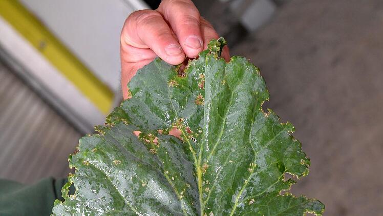 So sieht ein vom Erdfloh bearbeitetes Kohlrabi-Blatt aus. Foto: Ronald Rinklef