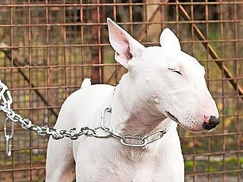 Die Haltung von Kampfhunden wird in Teuschnitz teuer, wenn die Halter für ihre Tiere kein sogenanntes Negativzeugnis vorlegen können.