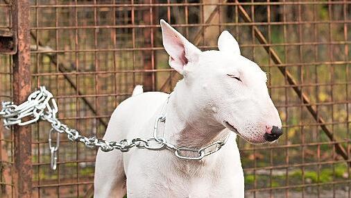 Die Haltung von Kampfhunden wird in Teuschnitz teuer, wenn die Halter für ihre Tiere kein sogenanntes Negativzeugnis vorlegen können.