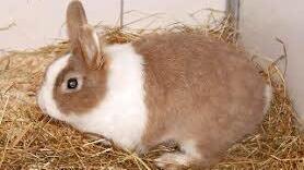 ...&nbsp;Henry Fotos: Tierheim